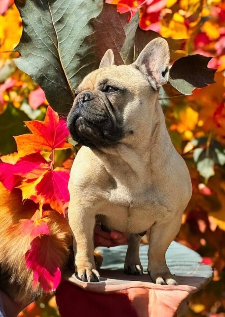 Les Bouledogue français de l'affixe du Léman d'Or