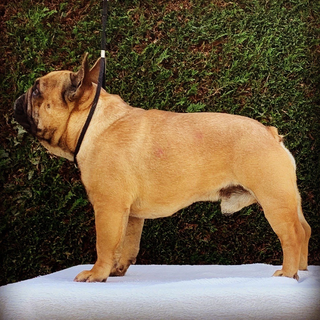 De La Vallee Des Gresidogs Oxmo puccino