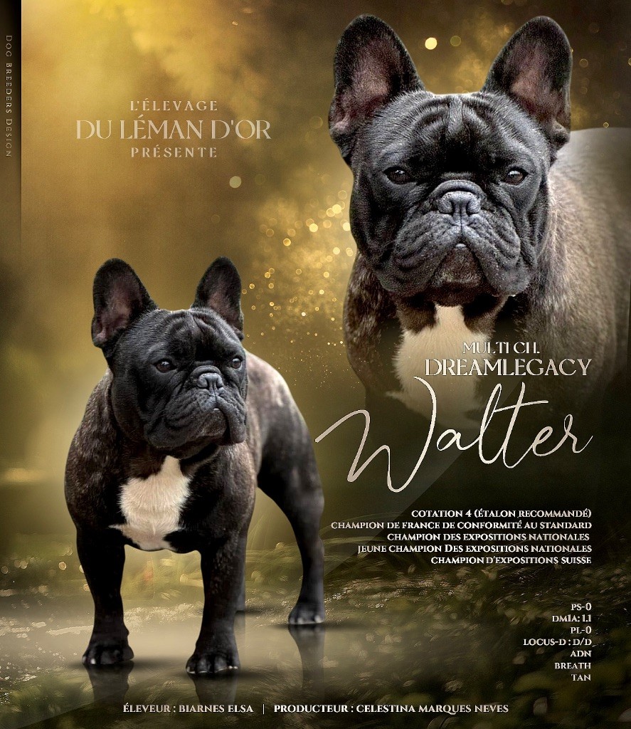 CH. dreamlegacy Walter