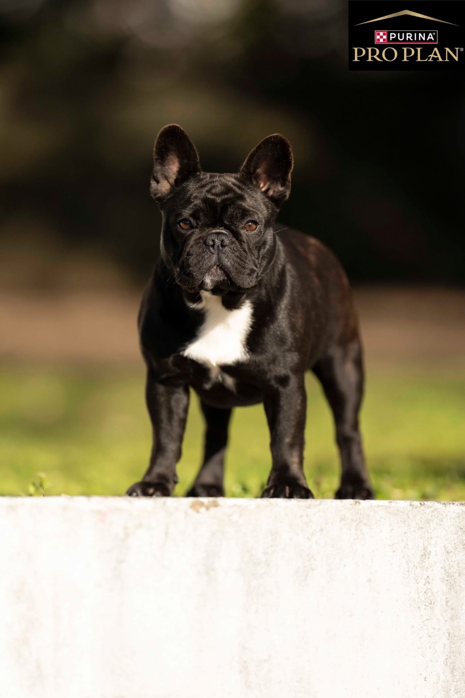 diffindo Portret & sensual (alba)