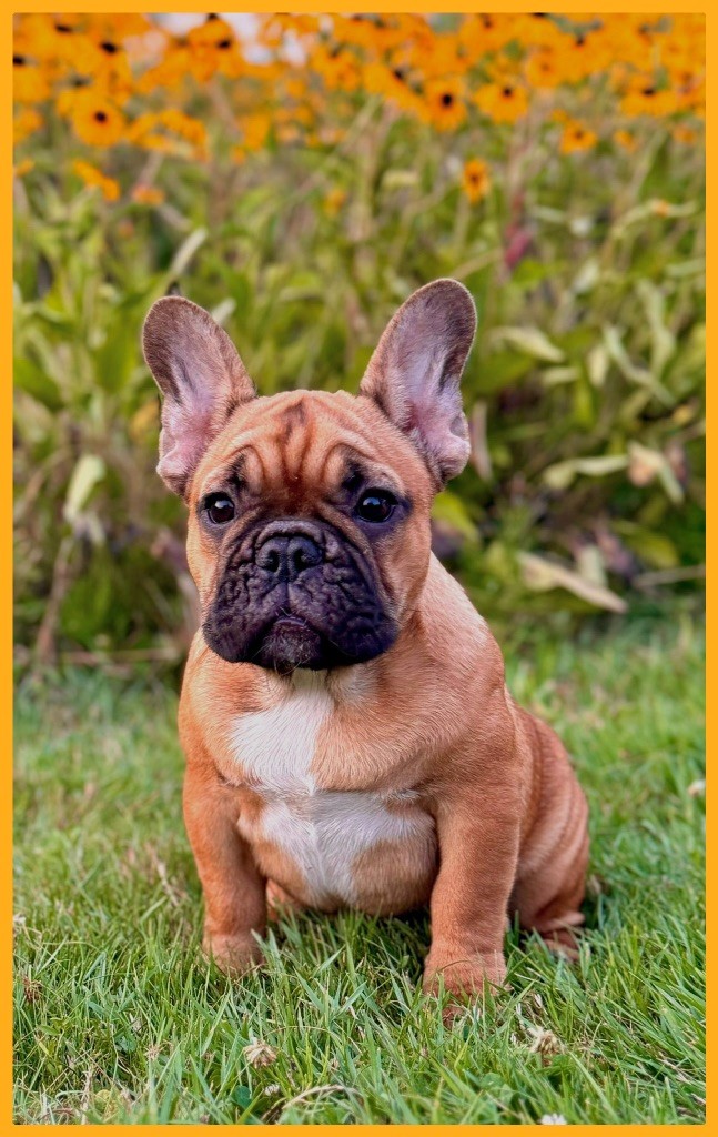 dreamlegacy Obelix gallus