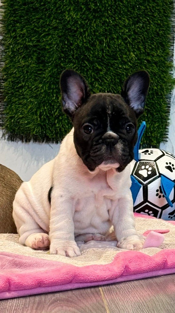 Alaska du Léman d'Or