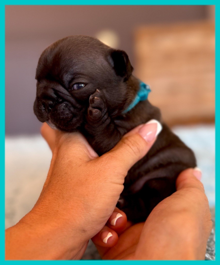 du Léman d'Or - Chiots disponibles - Bouledogue français