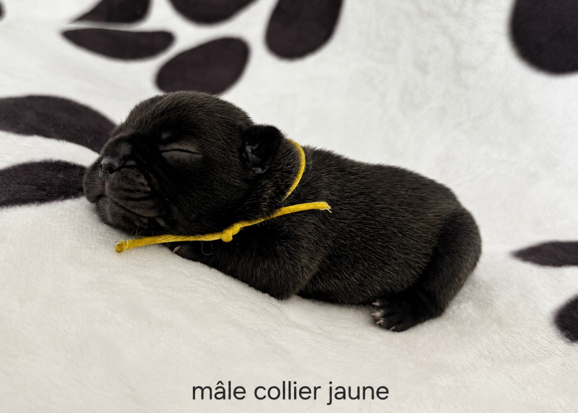 du Léman d'Or - Chiots disponibles - Bouledogue français