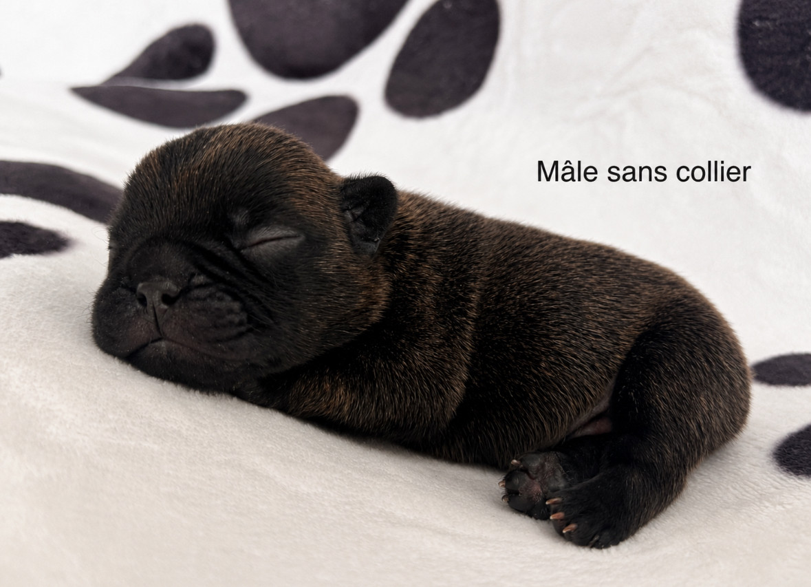 du Léman d'Or - Chiots disponibles - Bouledogue français