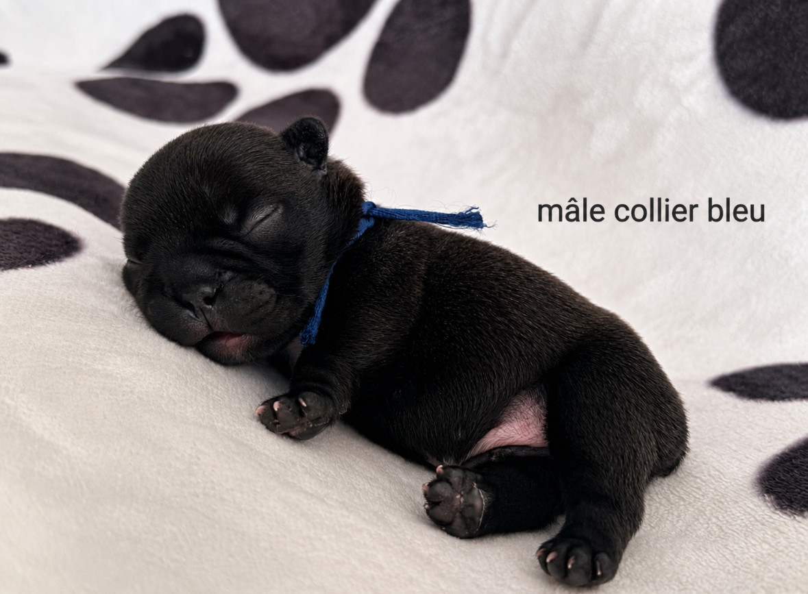 du Léman d'Or - Chiots disponibles - Bouledogue français