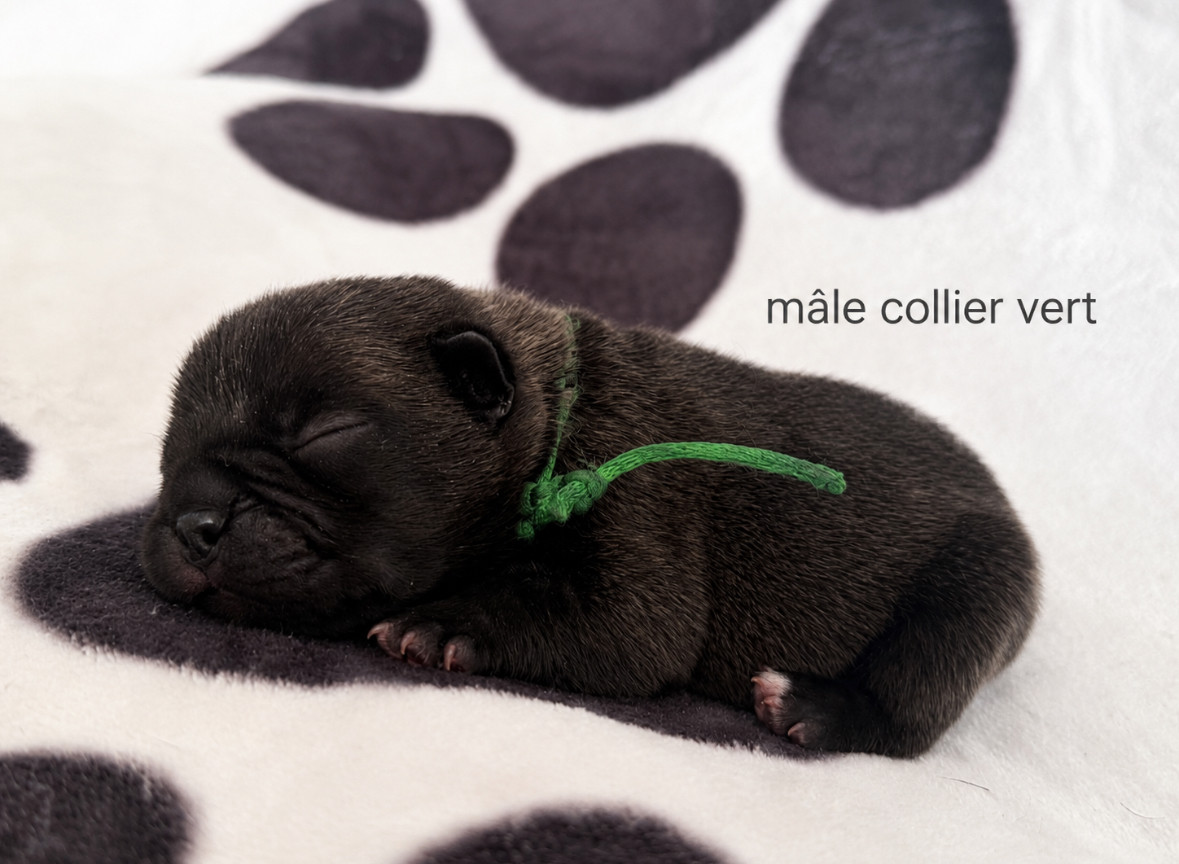 du Léman d'Or - Chiots disponibles - Bouledogue français