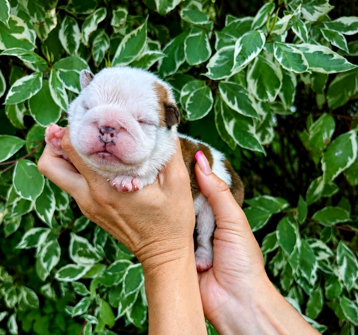 du Léman d'Or - Chiots disponibles - Bulldog Anglais