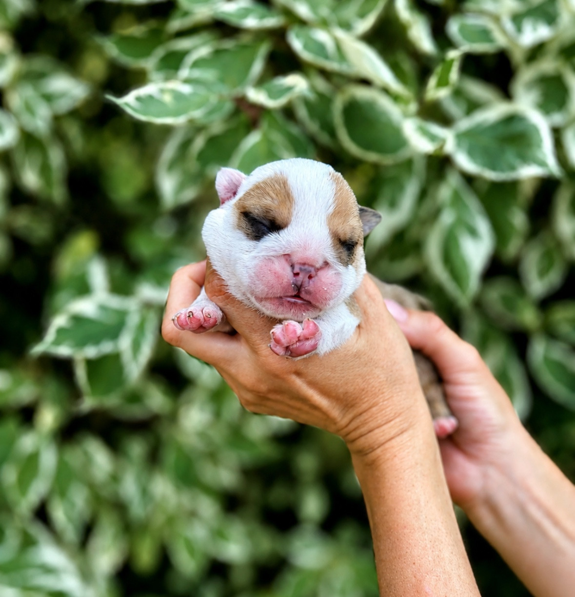 du Léman d'Or - Chiots disponibles - Bulldog Anglais
