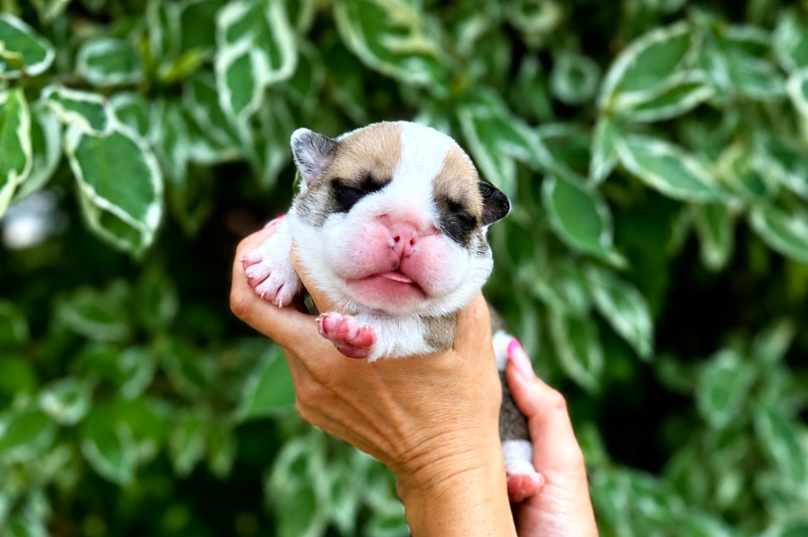 du Léman d'Or - Chiots disponibles - Bulldog Anglais