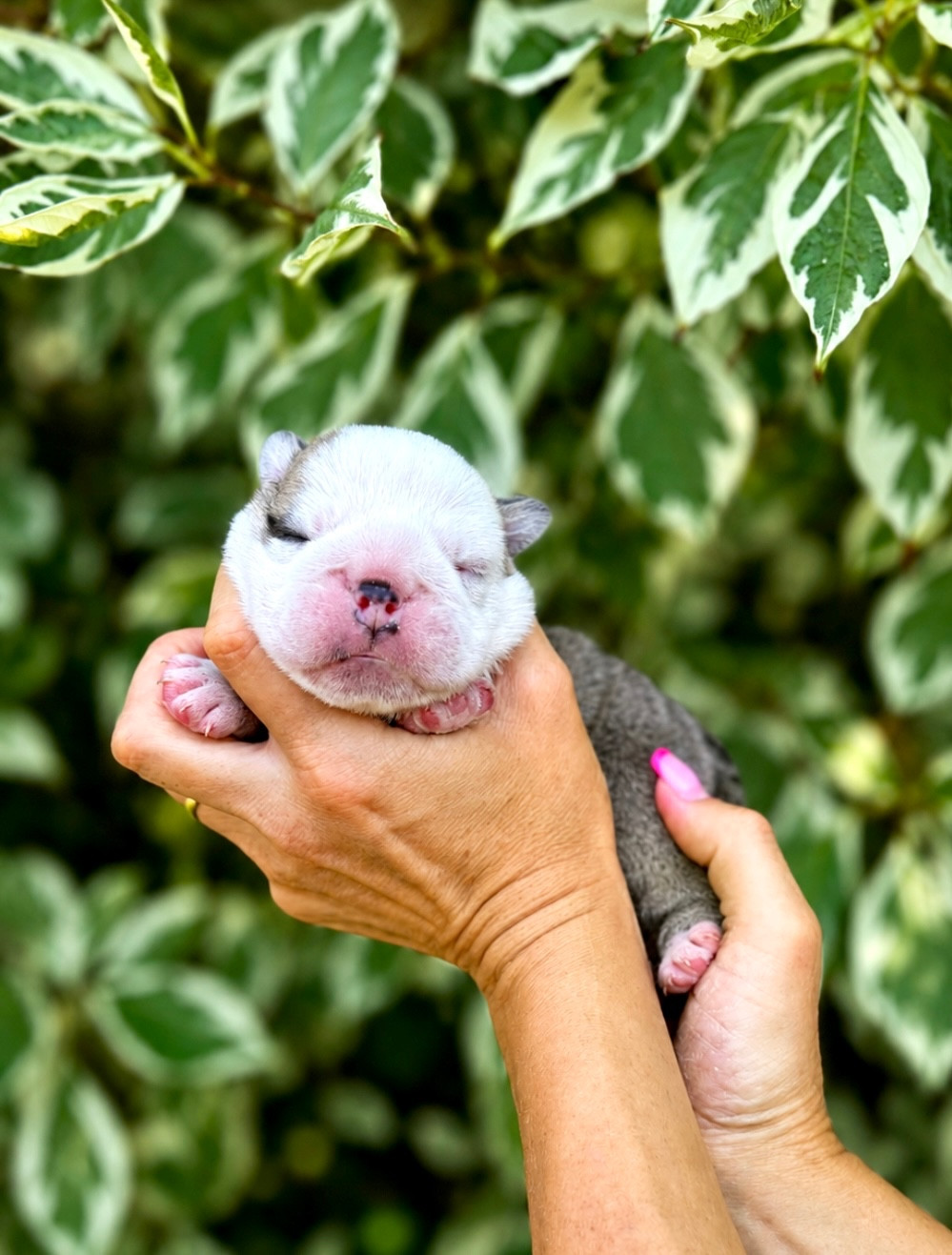 du Léman d'Or - Chiots disponibles - Bulldog Anglais