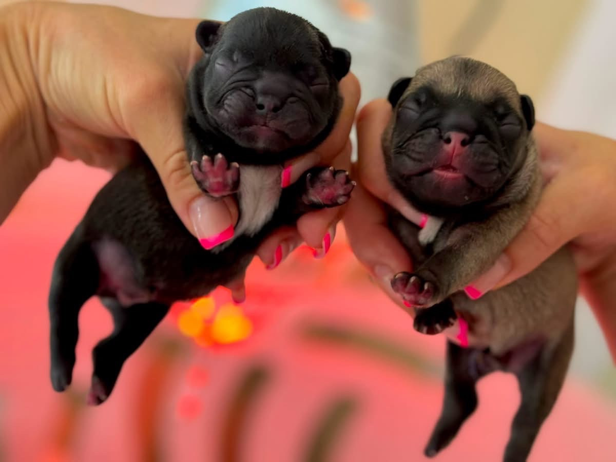 du Léman d'Or - Chiots disponibles - Bouledogue français