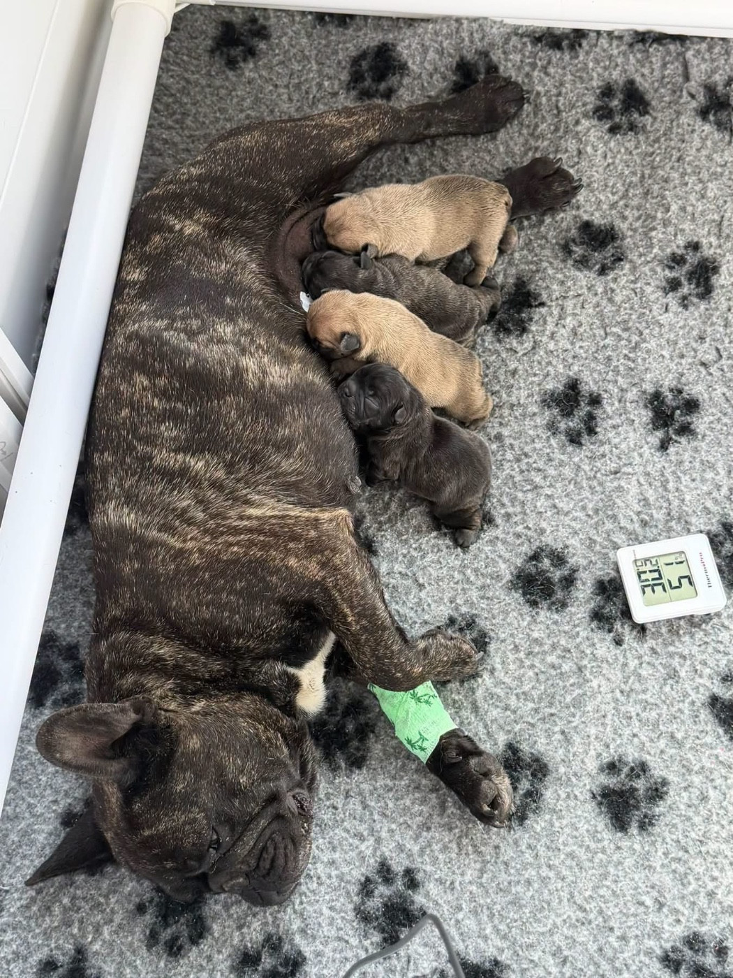 du Léman d'Or - Chiots disponibles - Bouledogue français