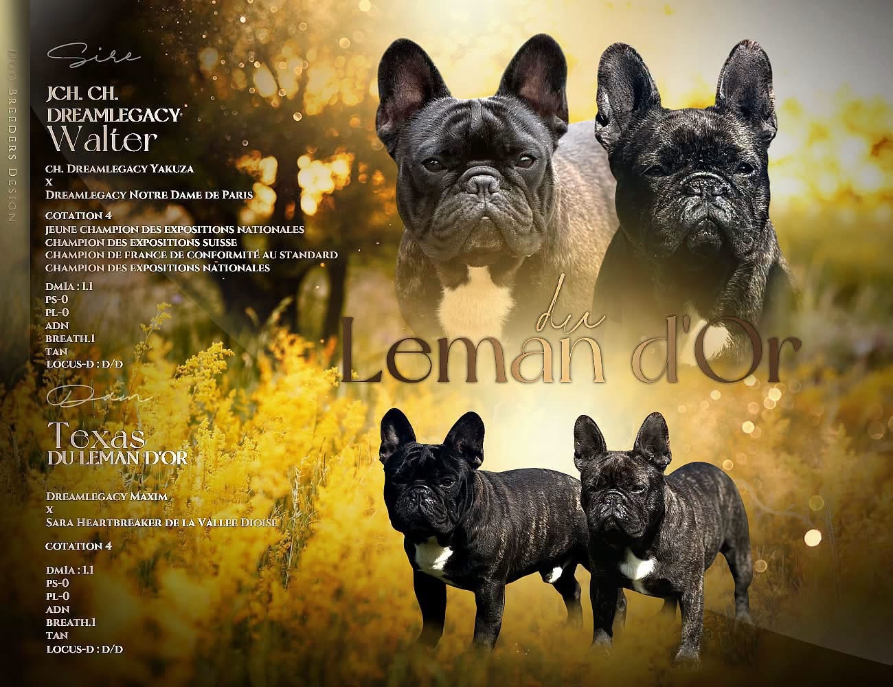 Chiot Bouledogue français du Léman d'Or