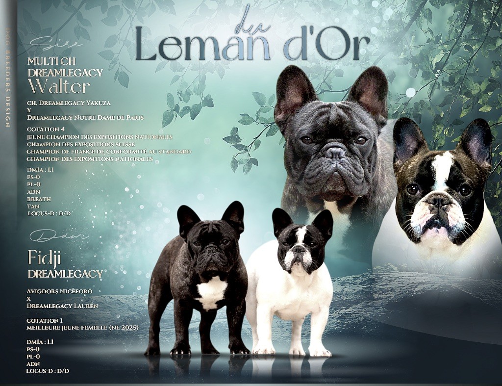 Chiot Bouledogue français du Léman d'Or