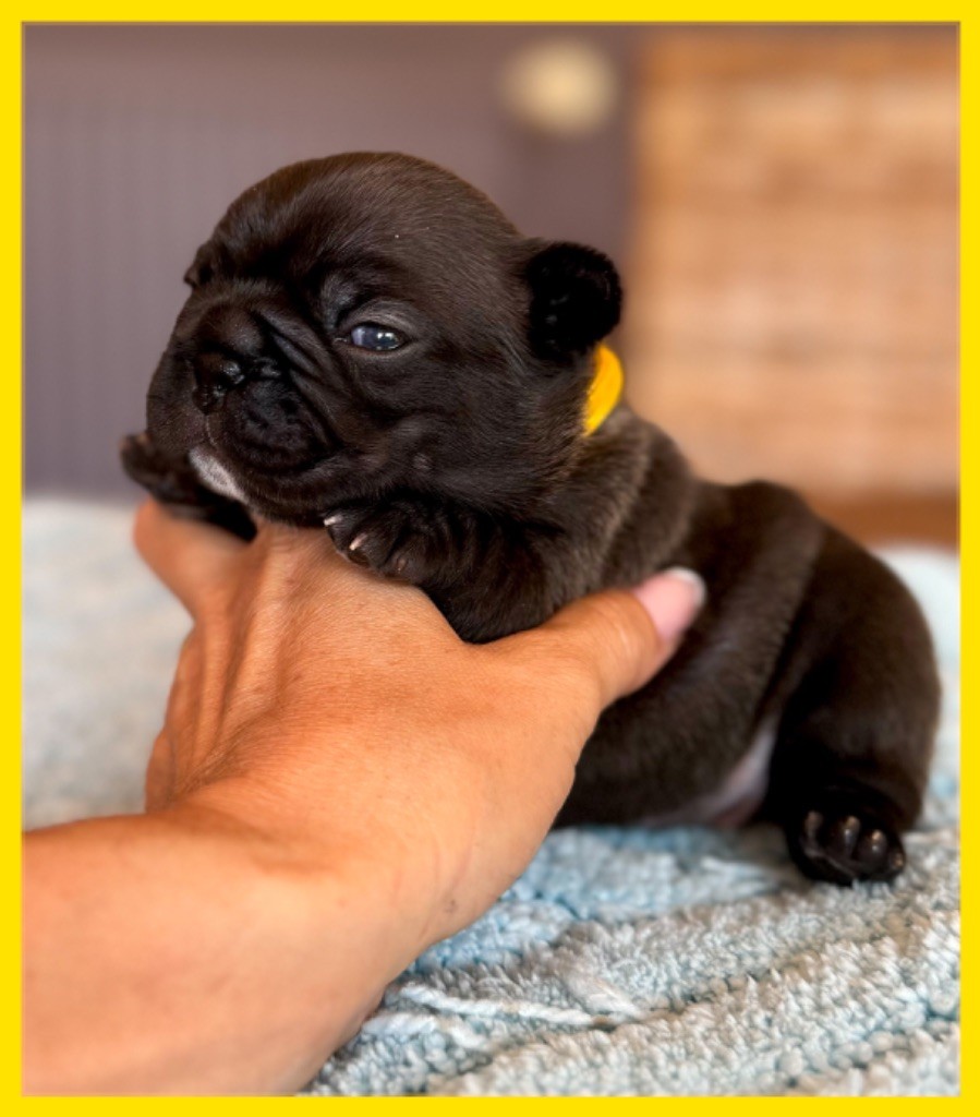 du Léman d'Or - Chiots disponibles - Bouledogue français