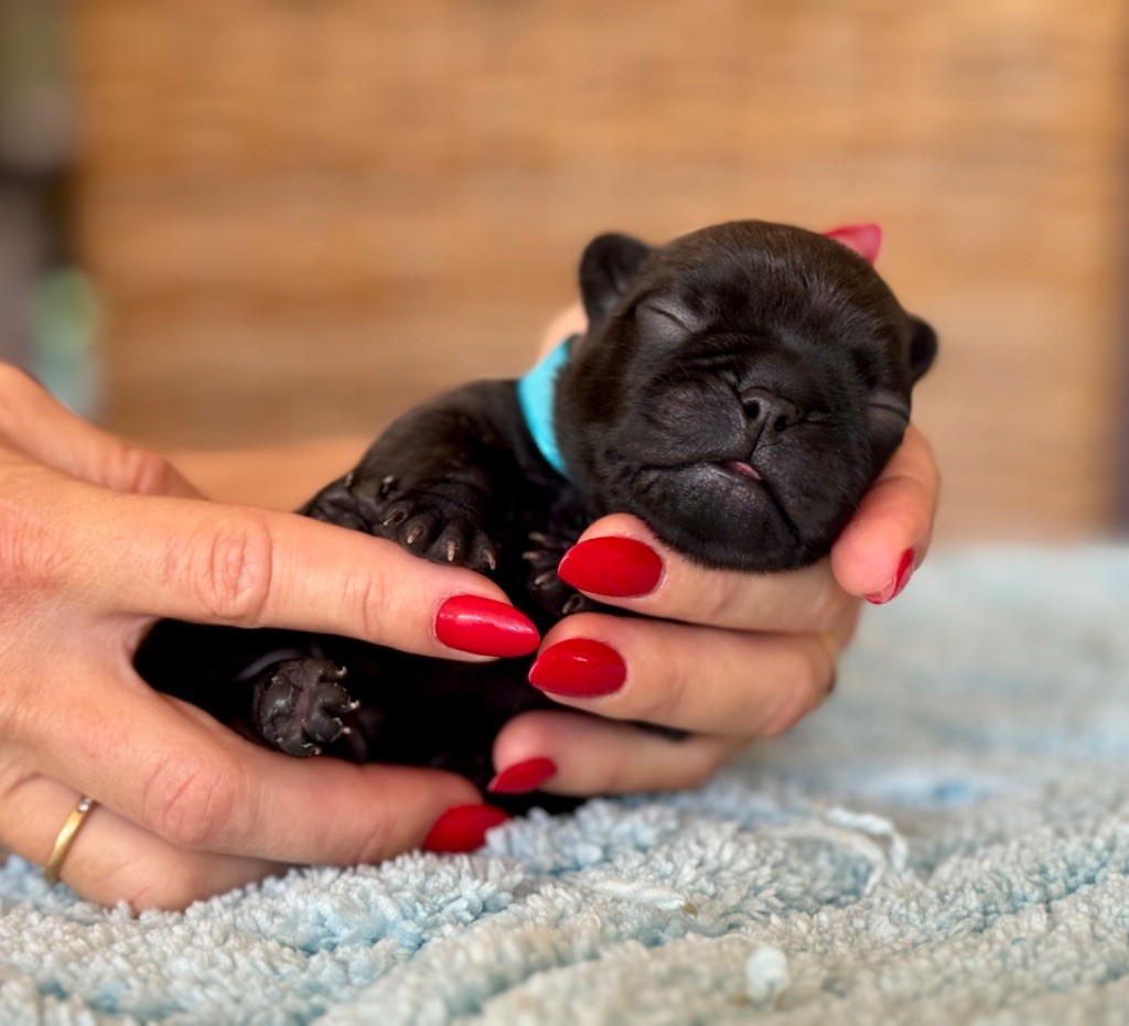 du Léman d'Or - Chiots disponibles - Bouledogue français