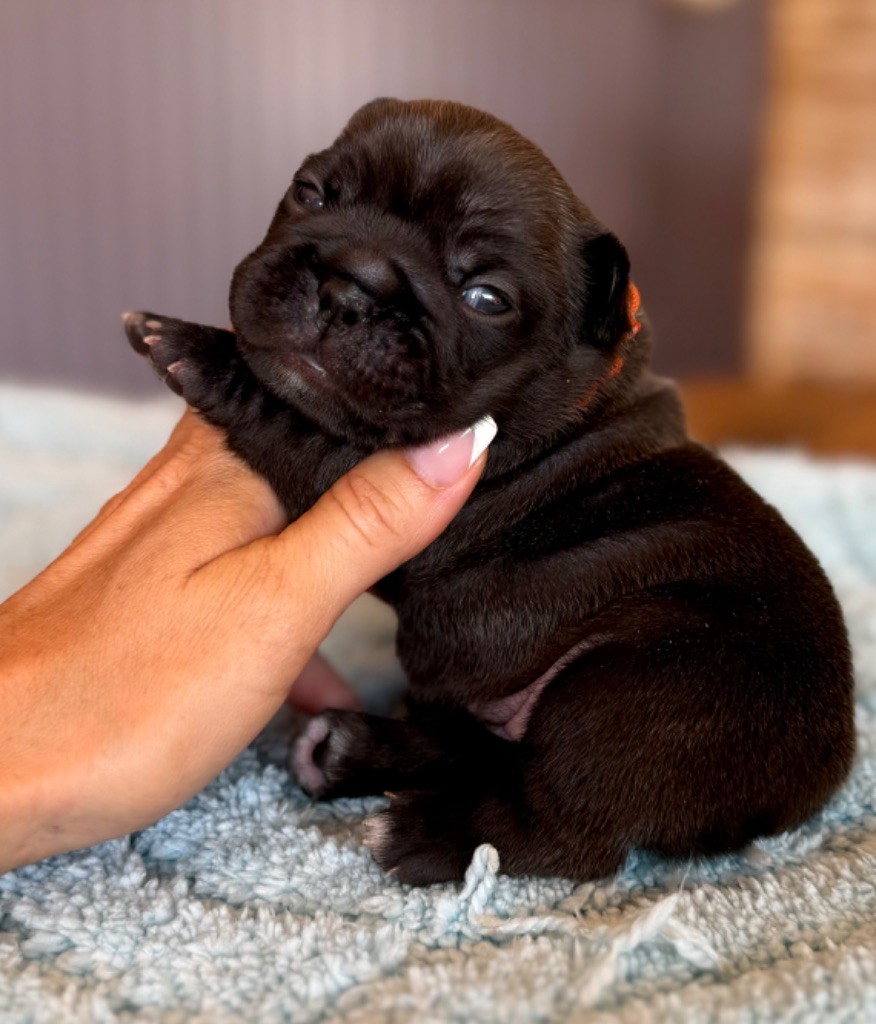 du Léman d'Or - Chiots disponibles - Bouledogue français