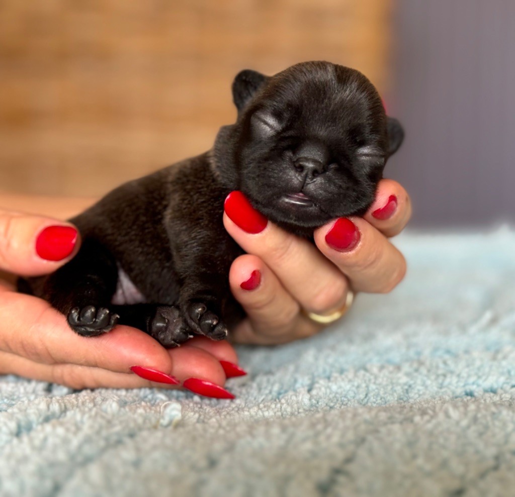 du Léman d'Or - Chiots disponibles - Bouledogue français