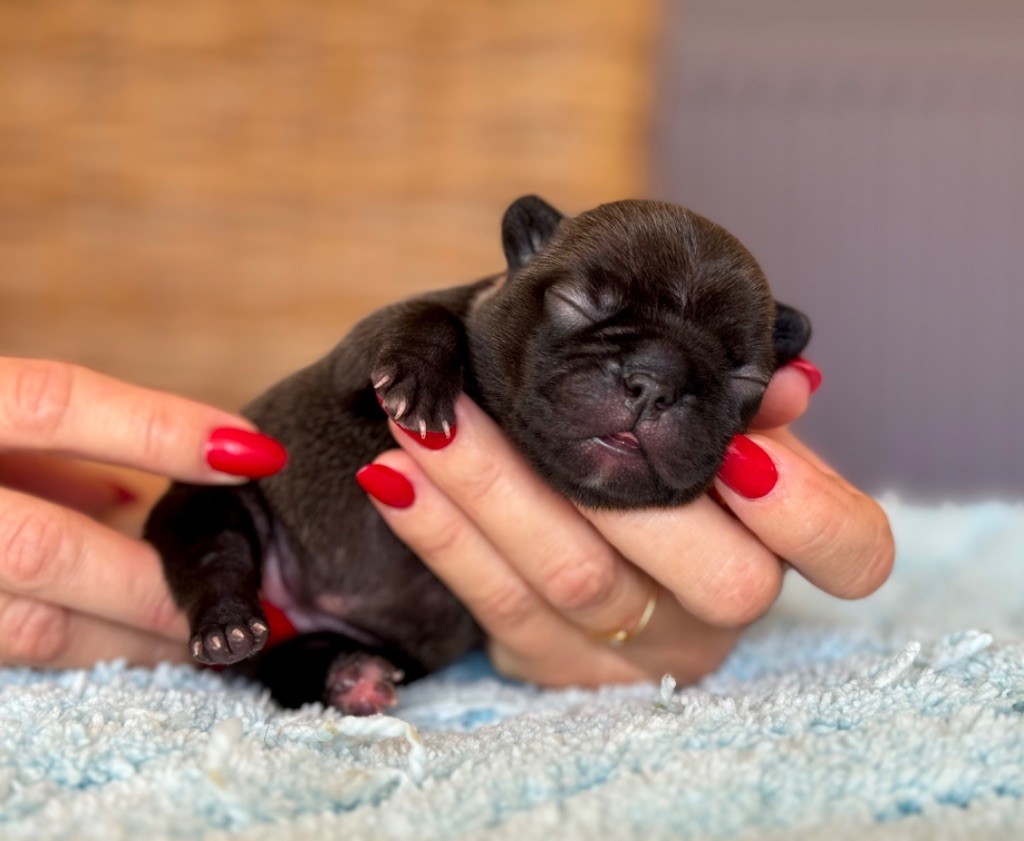 du Léman d'Or - Chiots disponibles - Bouledogue français