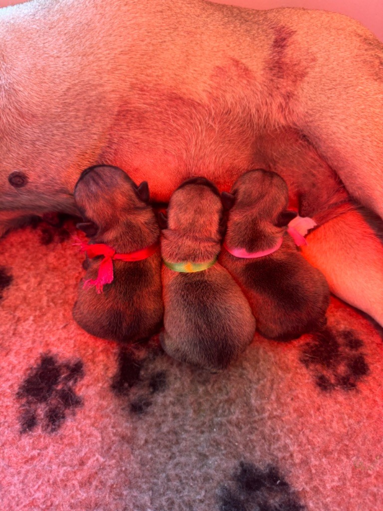 du Léman d'Or - Chiots disponibles - Bouledogue français