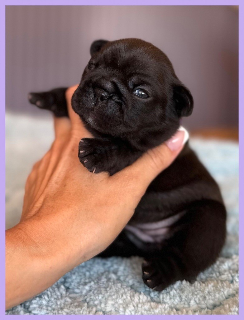 du Léman d'Or - Chiots disponibles - Bouledogue français