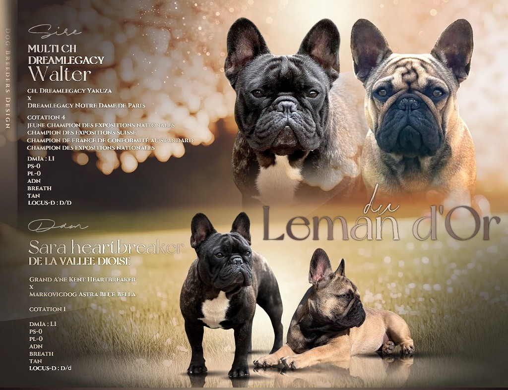 Chiot Bouledogue français du Léman d'Or
