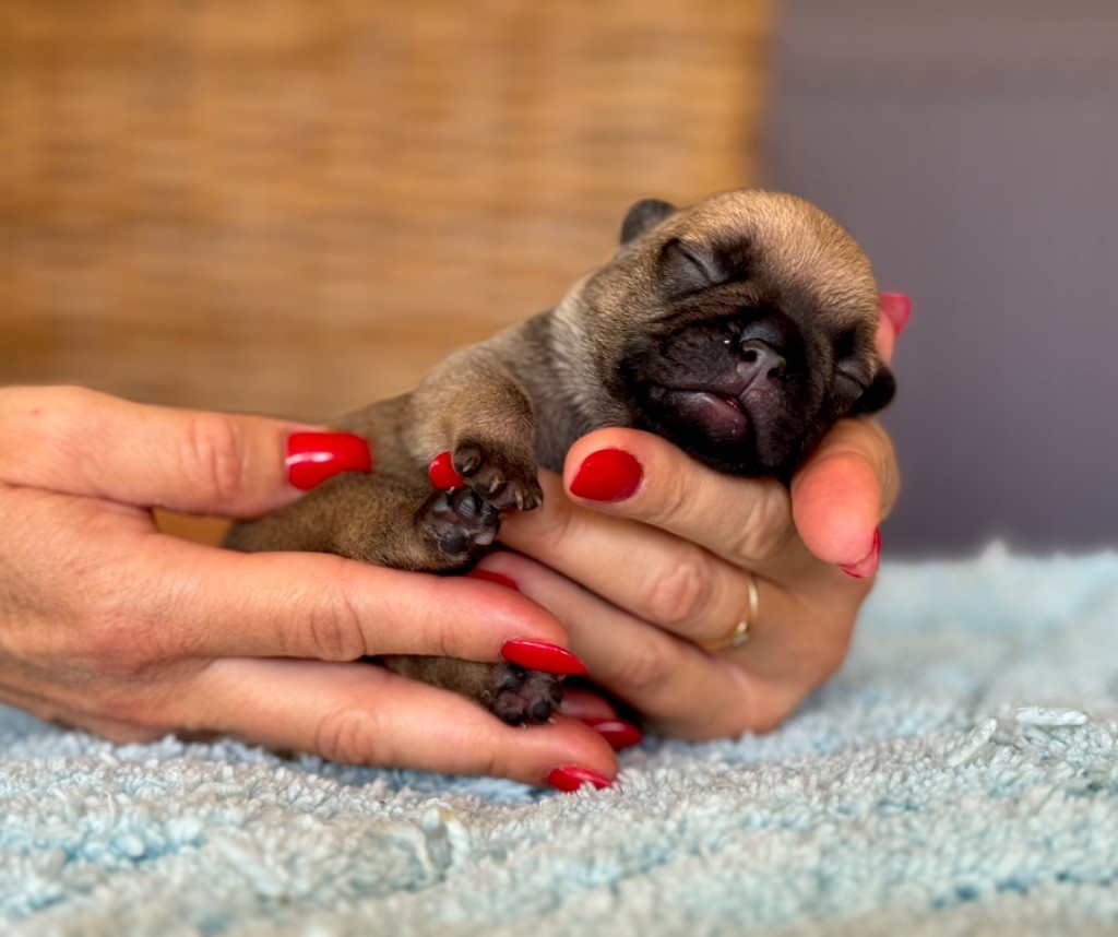 du Léman d'Or - Chiots disponibles - Bouledogue français