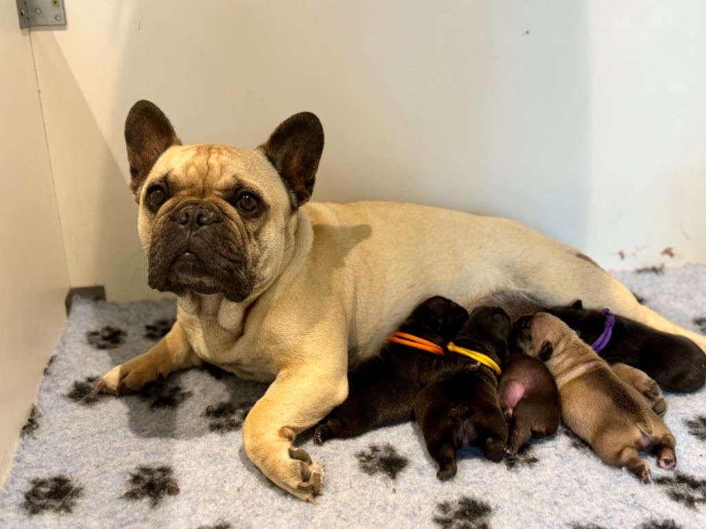 Chiot Bouledogue français du Léman d'Or