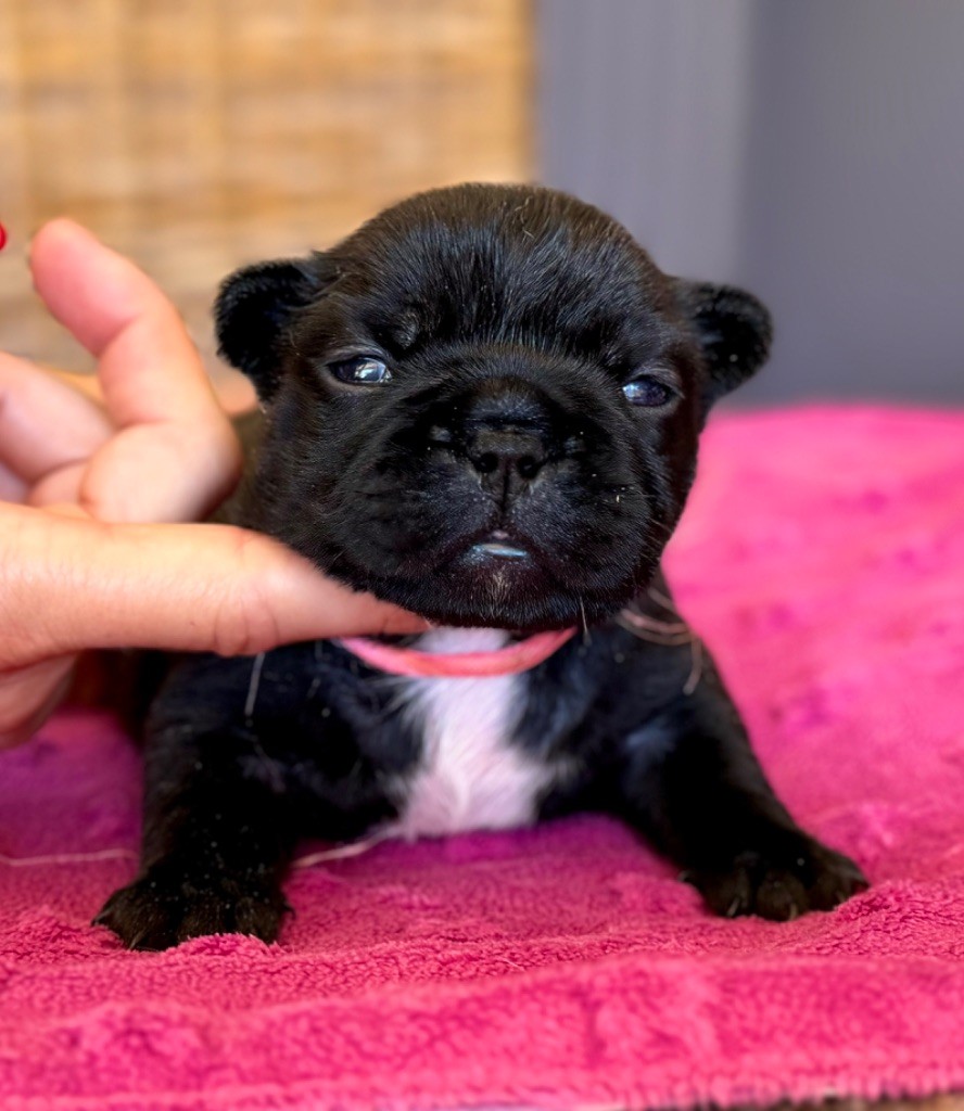 du Léman d'Or - Chiots disponibles - Bouledogue français