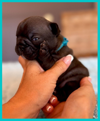 CHIOT