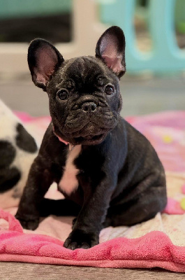 CHIOT 5