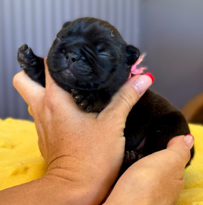 CHIOT 5