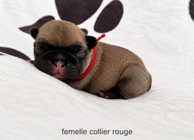 Chiot N°1