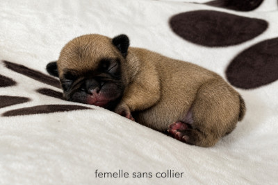 Chiot N°2