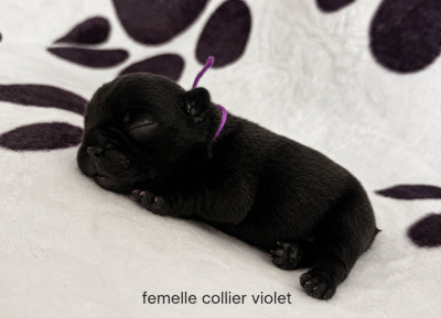 Chiot N°3