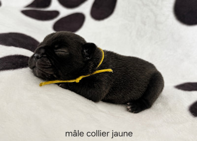 Chiot N°4