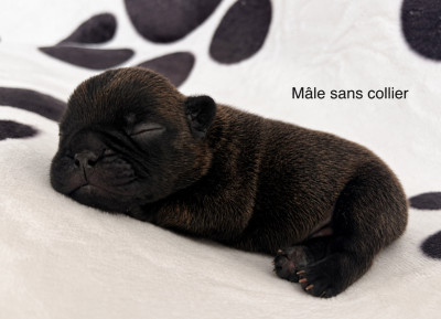 Chiot N°5