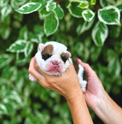 CHIOT 2