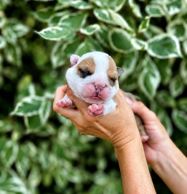 CHIOT 3