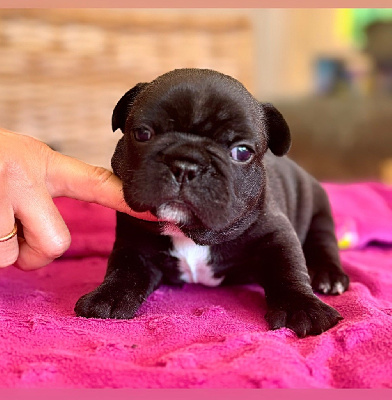 CHIOT