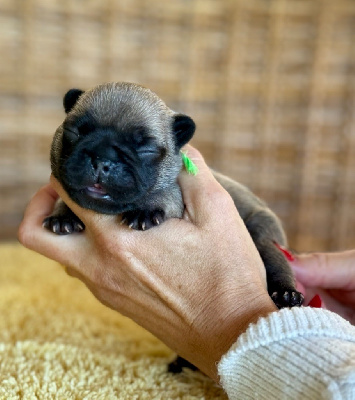 CHIOT