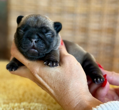 CHIOT