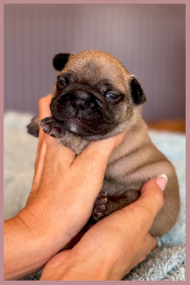CHIOT