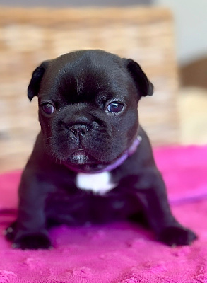CHIOT