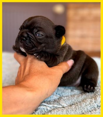 CHIOT