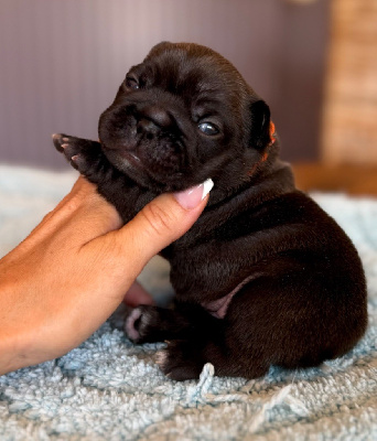 CHIOT