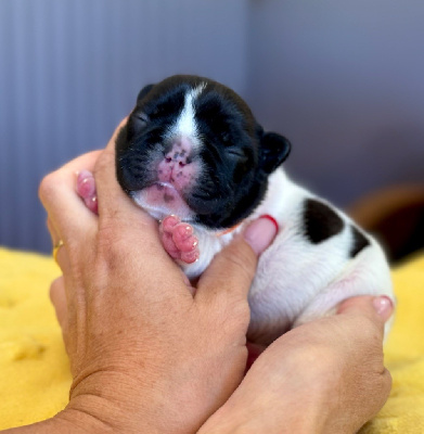 CHIOT 6
