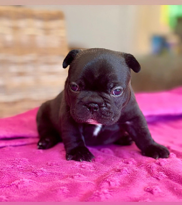 CHIOT