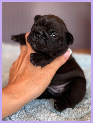 CHIOT